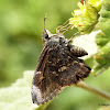 Mimosa Skipper