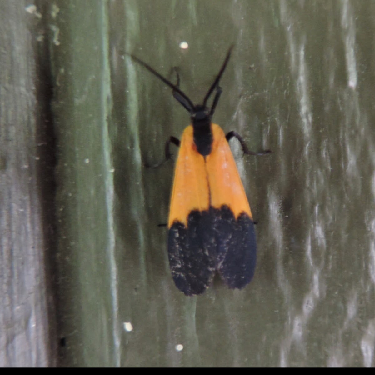 Black and Yellow Lichen Moth