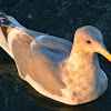 Thayer's gull