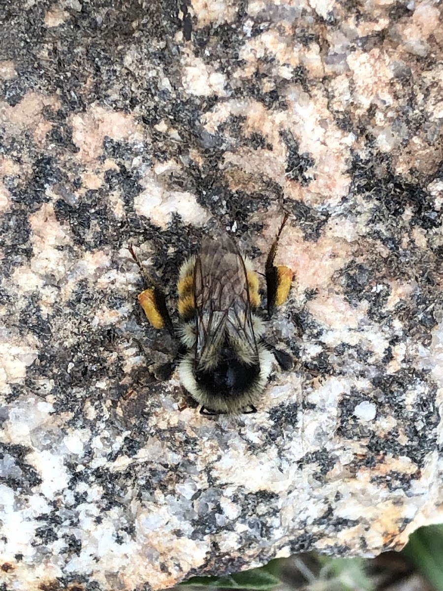 White Shouldered Bumblebee
