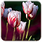 Item logo image for Rose Tulips