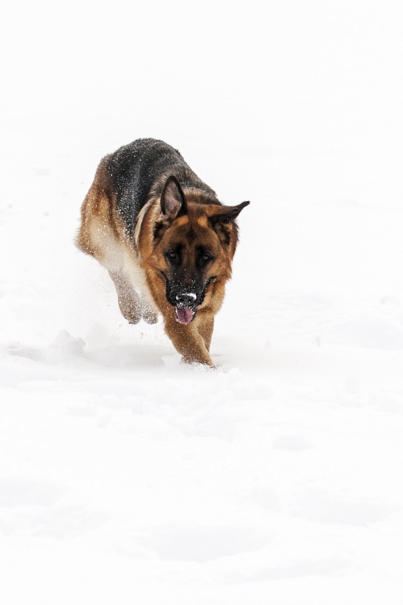 correndo nella neve di Eleonora Guarlotti