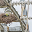 Monk parakeet