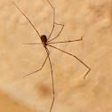 Longbodied Cellar Spider