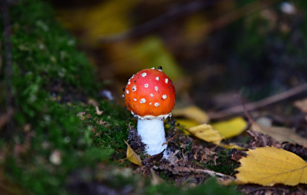 Red mushroom small promo image