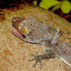 Tokay Gecko (moulting)