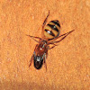 Carpenter ant