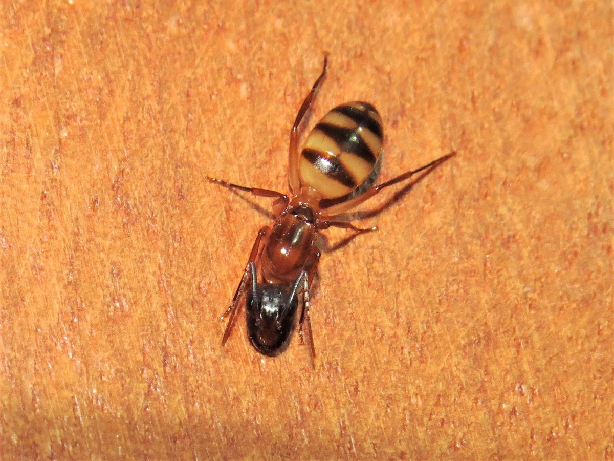 Carpenter ant