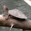 Ouachita Map Turtle