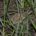 Southern toad