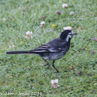 Pied Wagtail