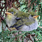 Oriental white-eye