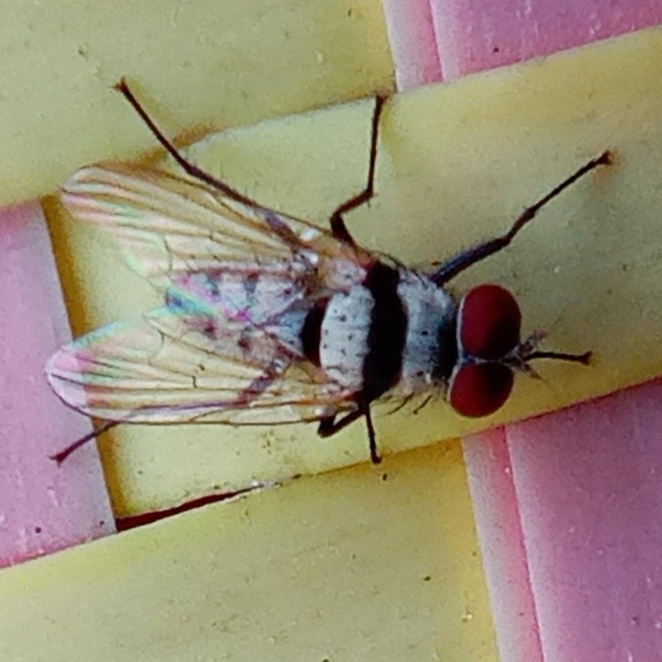 Anthomyia illocata