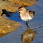 Dunlin; Correlimos común