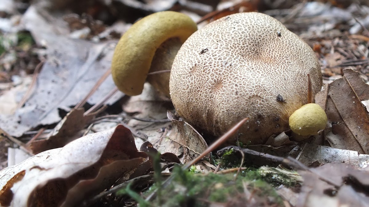 Parasitic bolete