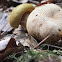 Parasitic bolete