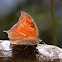 Tropical Leafwing