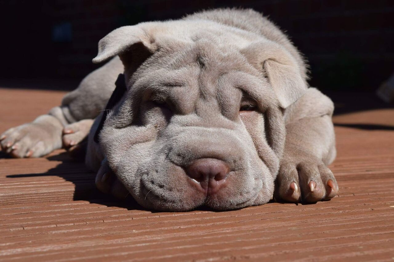 best brush for shar pei