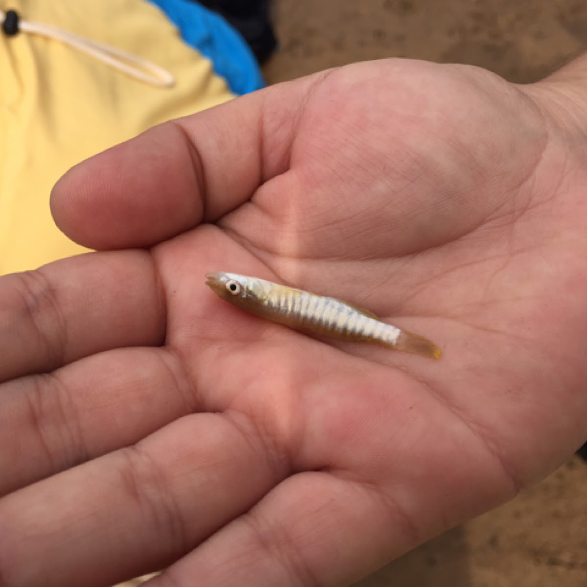 Northern plains killifish