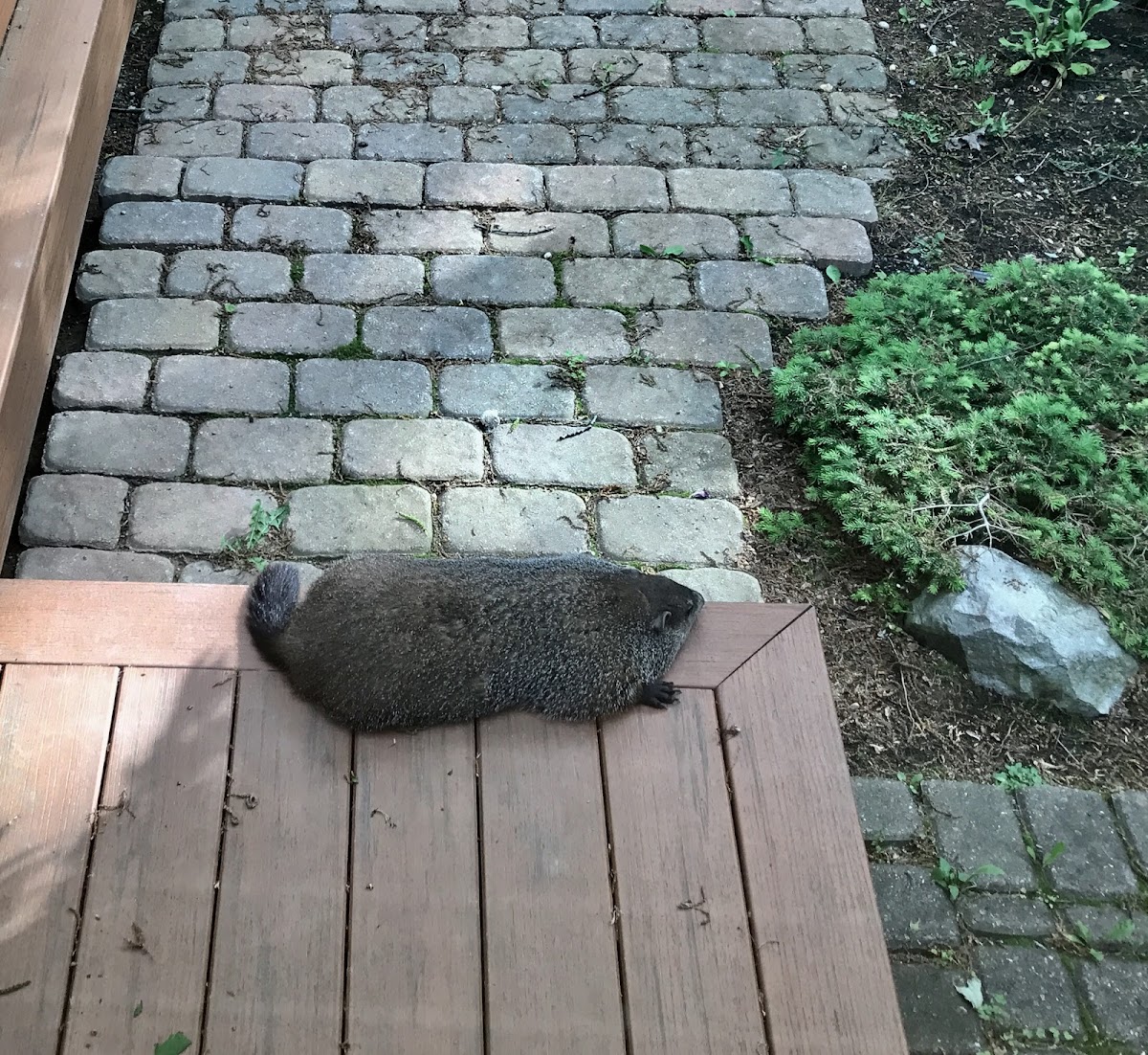 Woodchuck (groundhog)