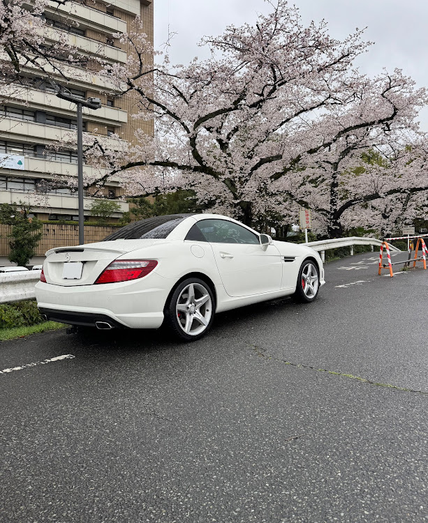 SLKの雨の日の1枚・サクラと愛車・外装カスタムに関するカスタム事例の投稿画像2枚目
