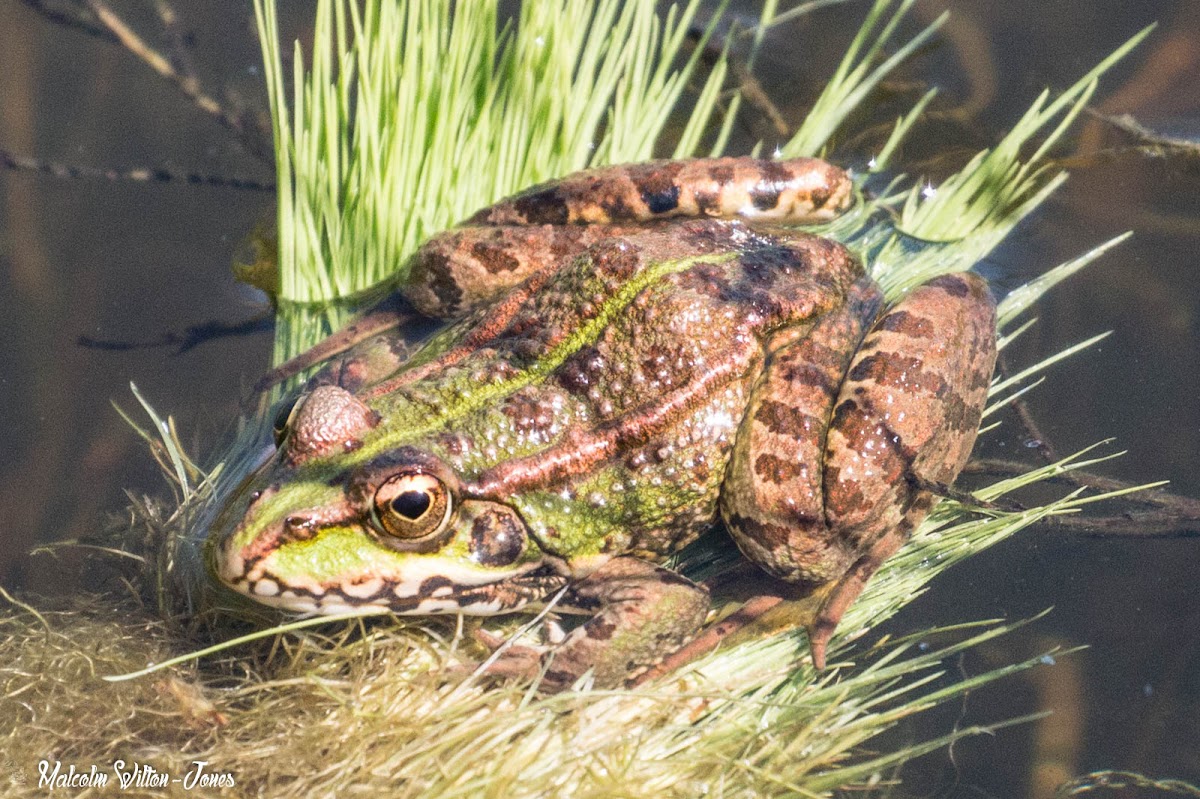 Iberian Water Frog