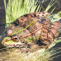 Iberian Water Frog