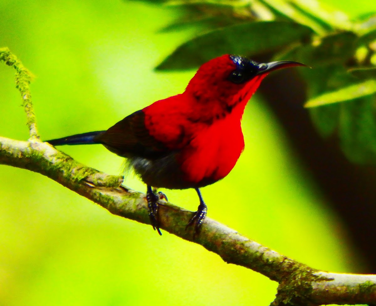 Crimson Sunbird