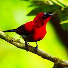 Crimson Sunbird