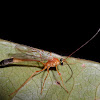 Parasitoid wasp