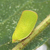 Planthopper