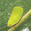 Planthopper