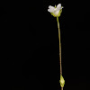 Trembling Sandwort