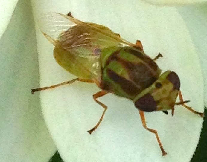 Green Soldier Fly ♀