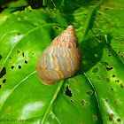 Tree Snail