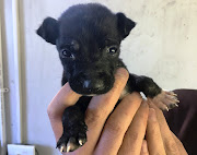 Four-week-old Snoopy is recovering at Mdzananda Animal Clinic in Khayelitsha, Cape Town.