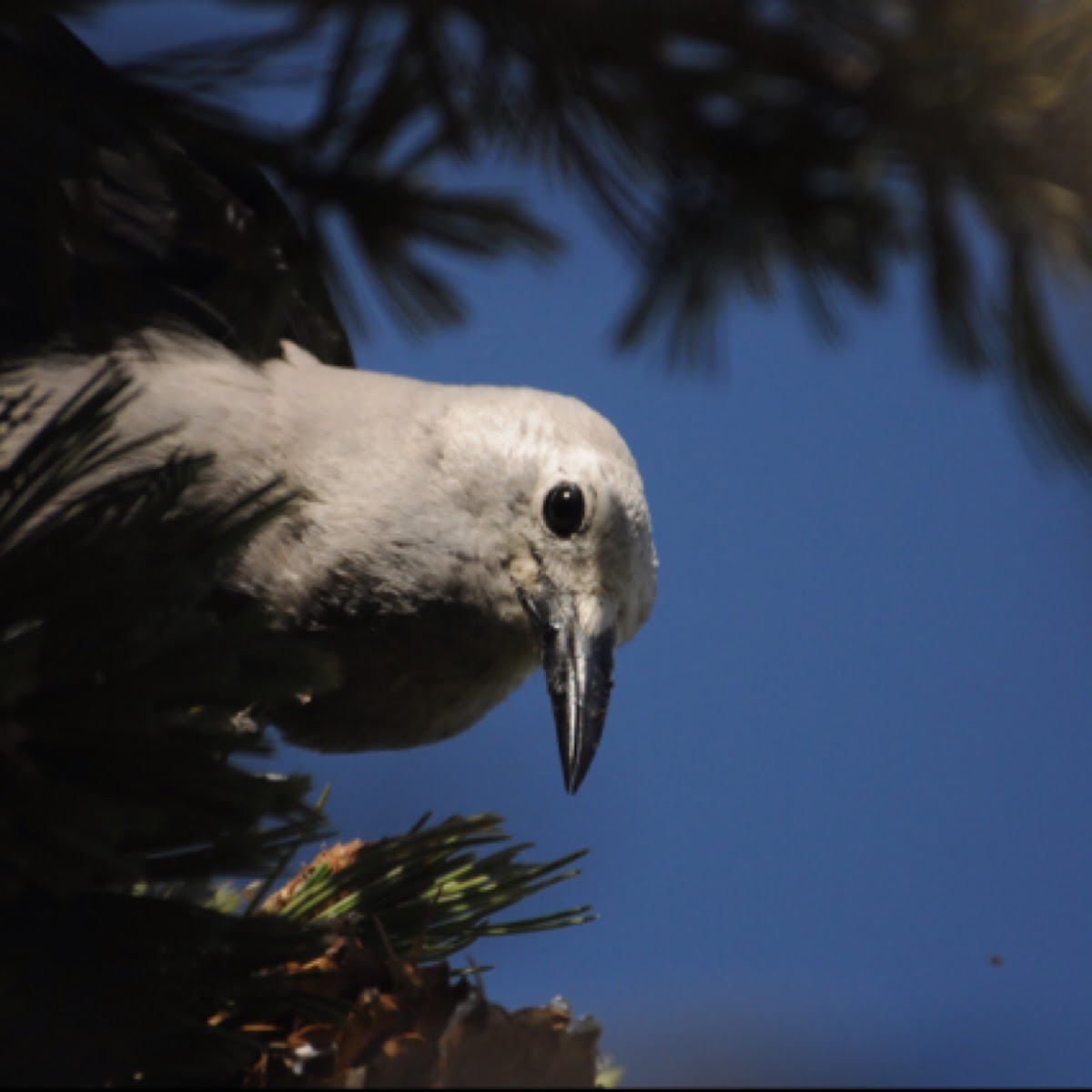 Clark's Nutcracker