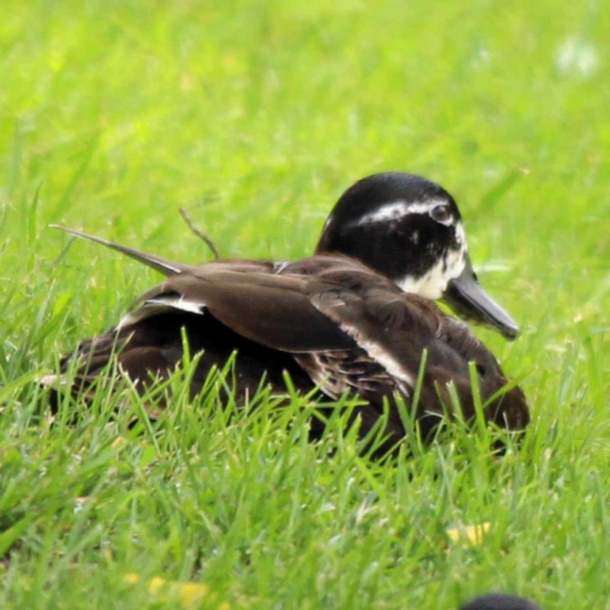 Domestic Duck