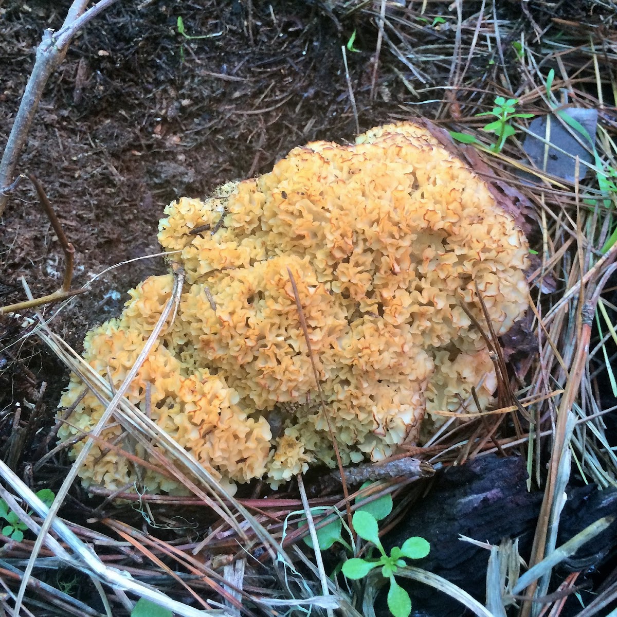 Cauliflower Mushroom