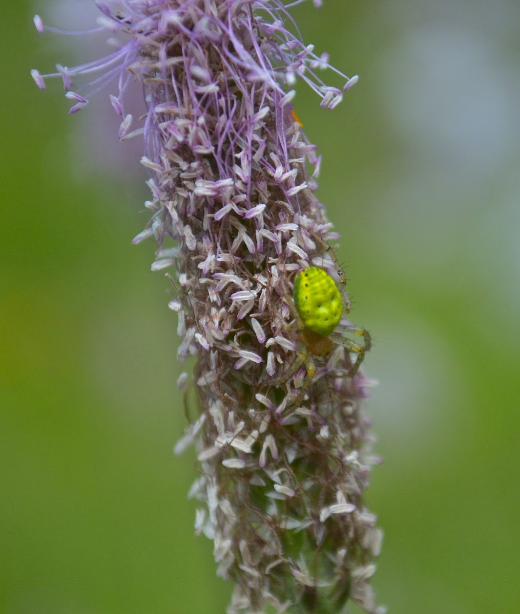 Flower (crab) spider