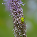 Flower (crab) spider