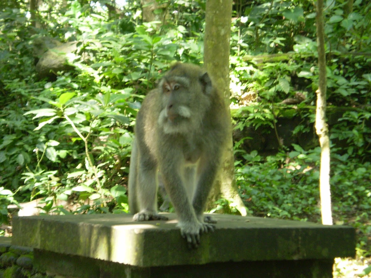 Long-tailed Macaques