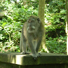 Long-tailed Macaques