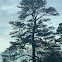 White Pine