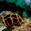 Nudibranch