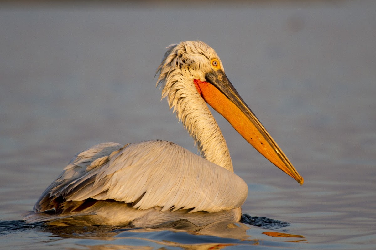 Dalmatian Pelican