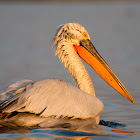 Dalmatian Pelican