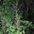 Garlic mustard