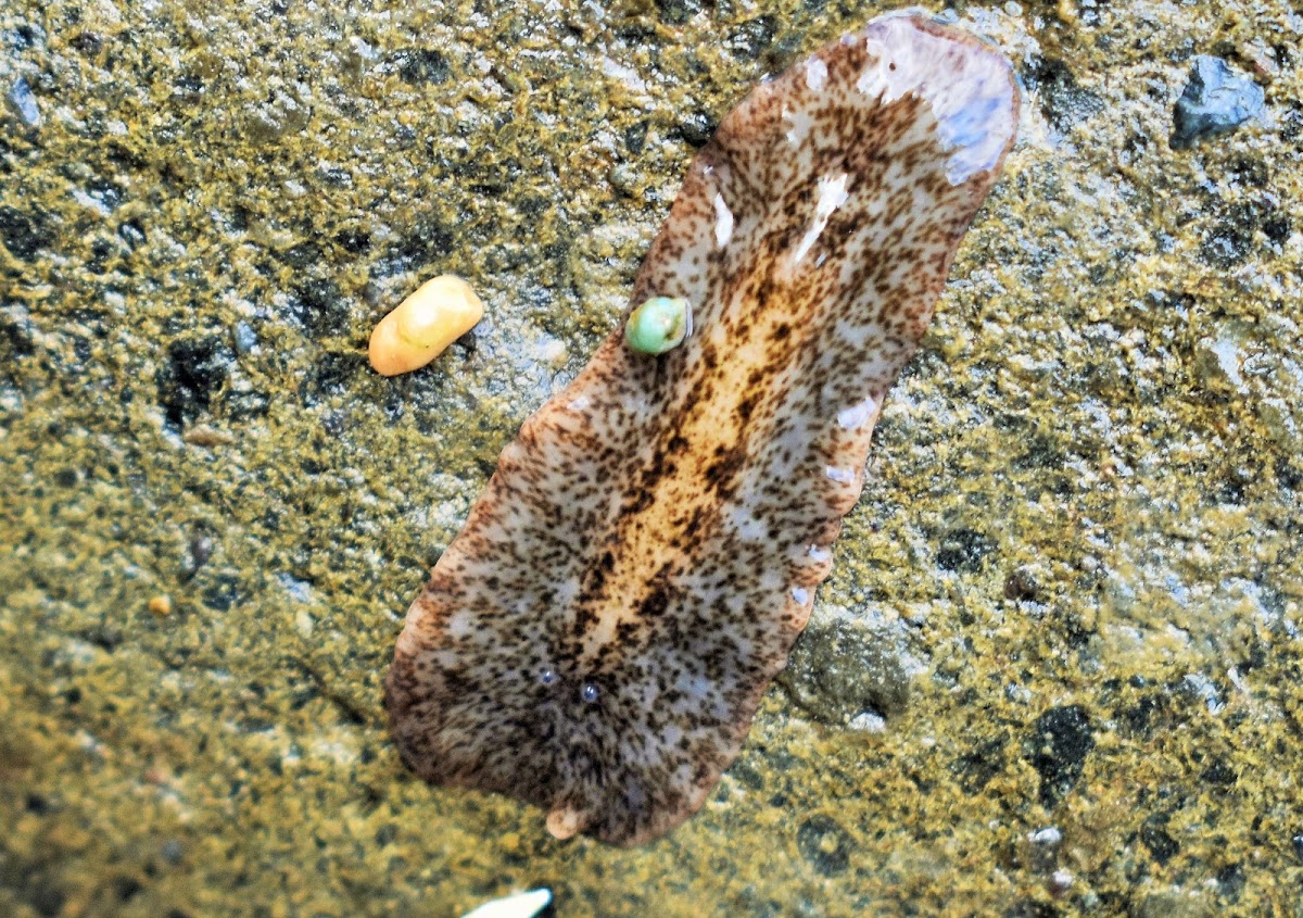 Polyclad Flatworm