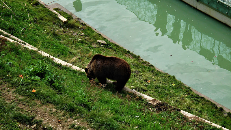 Parco degli orsi a Berna che si affaccia sul fiume Aare. Sapevate che ... di Inge